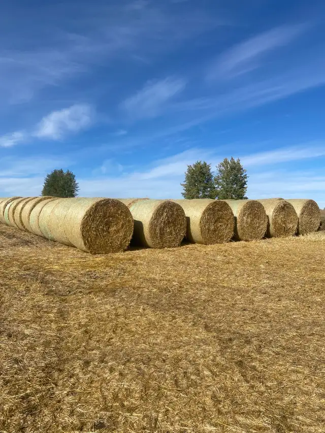 Barley Straw