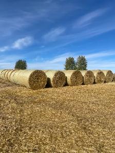 Barley Straw
