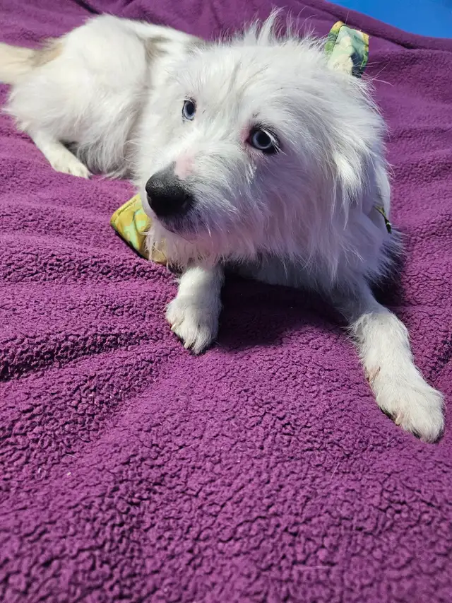 Yorkie & Yorkie x Mini Australian Shepherd