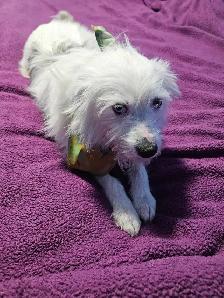 Yorkie & Yorkie x Mini Australian Shepherd - Photo 2