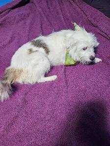 Yorkie & Yorkie x Mini Australian Shepherd - Photo 3