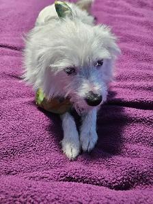 Yorkie & Yorkie x Mini Australian Shepherd - Photo 4