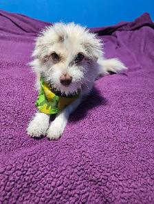 Yorkie & Yorkie x Mini Australian Shepherd - Photo 5