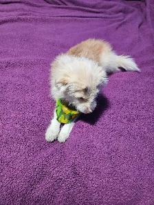 Yorkie & Yorkie x Mini Australian Shepherd - Photo 7