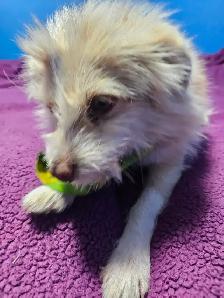 Yorkie & Yorkie x Mini Australian Shepherd - Photo 8