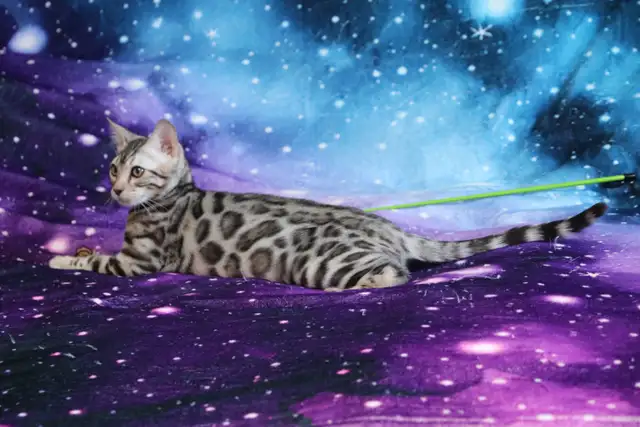 Stunning Bengal Kittens - Brown and Silver Rosetted, TICA
