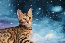 Stunning Bengal Kittens - Brown and Silver Rosetted, TICA - Photo 4