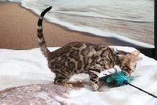 Stunning Bengal Kittens - Brown and Silver Rosetted, TICA - Photo 10