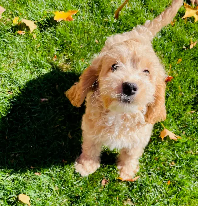 Blond Cavapoo Boy