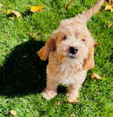 Blond Cavapoo Boy
