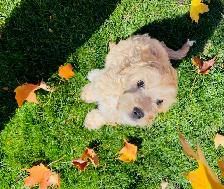 Blond Cavapoo Boy - Photo 2