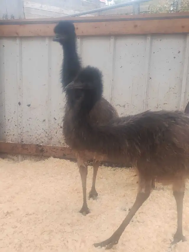 EMU for sale