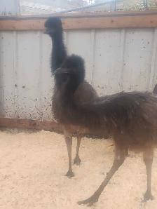 EMU for sale