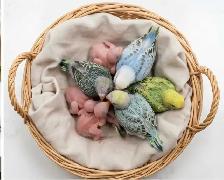 bébés perruches nourrient à la main - Photo 2