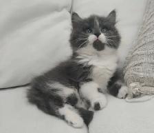 Chaton sibérien hypoallergénique - Photo 2