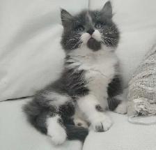 Chaton sibérien hypoallergénique - Photo 3
