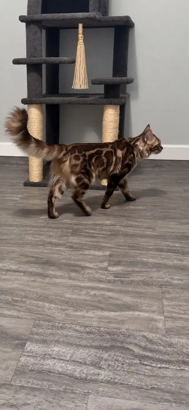 ❤️Bengal kittens❤️