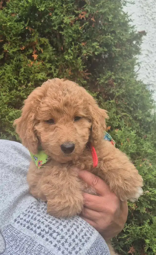 Goldendoodle