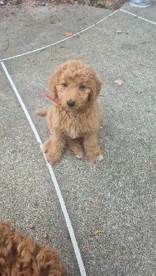 Goldendoodle - Photo 2