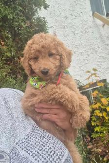 Goldendoodle - Photo 3
