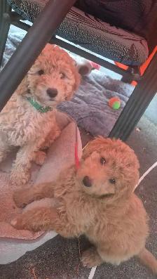 Goldendoodle - Photo 5