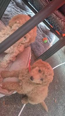 Goldendoodle - Photo 6
