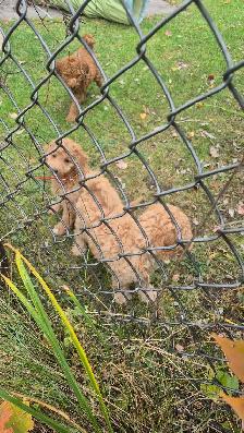 Goldendoodle - Photo 7