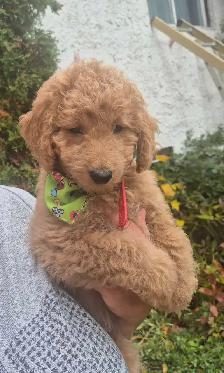 Goldendoodle - Photo 8