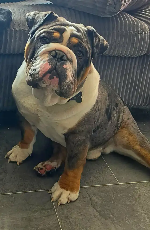 Bouledogue anglais a vendre