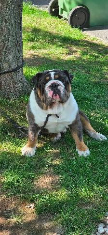 Bouledogue anglais a vendre - Photo 2