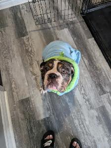 Bouledogue anglais a vendre - Photo 3