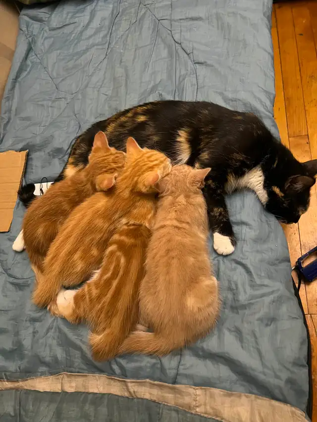 Kittens for sale