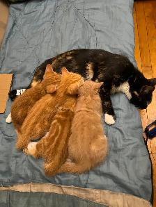 Kittens for sale