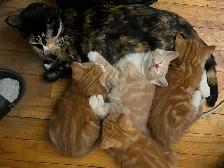 Kittens for sale - Photo 2