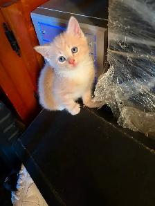 Kittens for sale - Photo 3