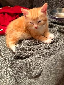 Kittens for sale - Photo 4