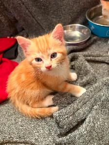 Kittens for sale - Photo 5