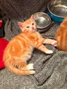 Kittens for sale - Photo 6