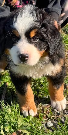 Chiot Chien Bouvier Bernois - Photo 2