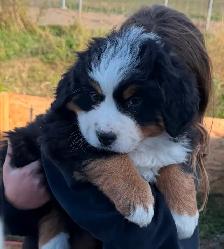 Chiot Chien Bouvier Bernois - Photo 3