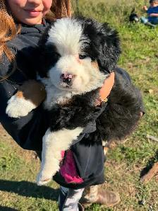 Chiot Chien Bouvier Bernois - Photo 4