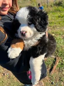 Chiot Chien Bouvier Bernois - Photo 6
