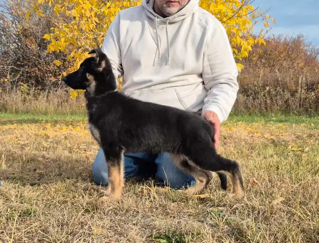 ! 11 WEEK OLD CKC REGISTERED GERMAN SHEPHERD !