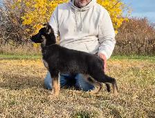 ! 11 WEEK OLD CKC REGISTERED GERMAN SHEPHERD !