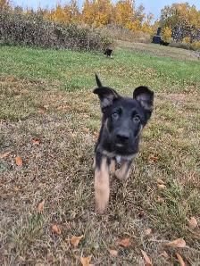 ! 11 WEEK OLD CKC REGISTERED GERMAN SHEPHERD ! - Photo 2