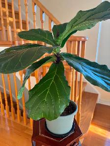 Fiddle Leaf Fig Plant-$18 - Photo 2