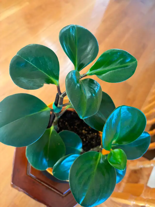 Baby Rubber Plant-$18