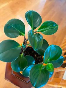 Baby Rubber Plant-$18