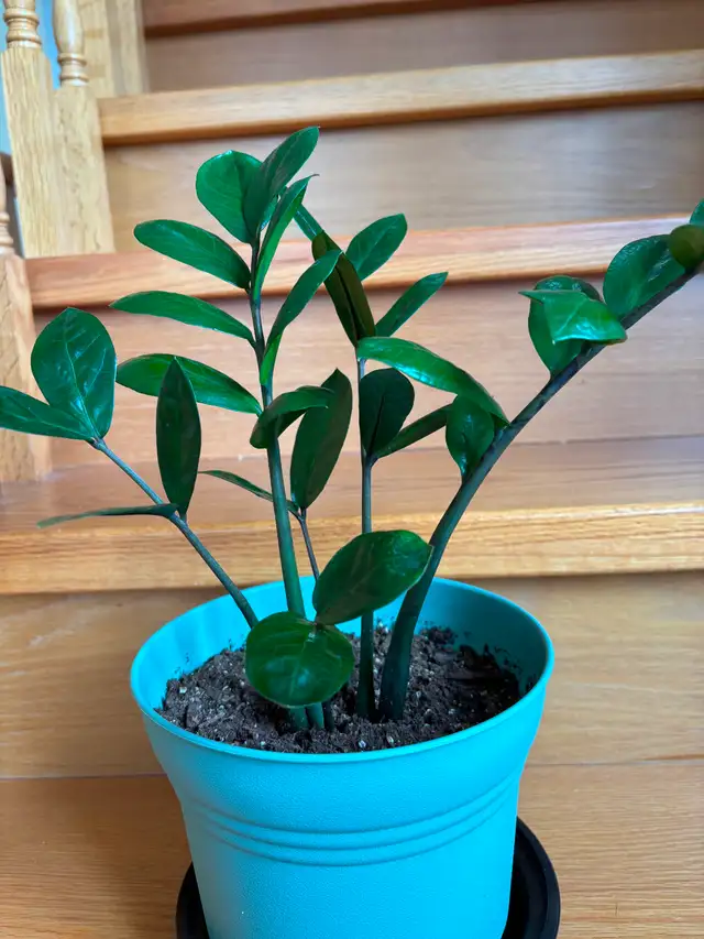 ZZ Plant-$20