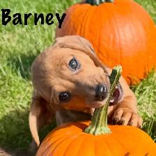 Dachshund puppies